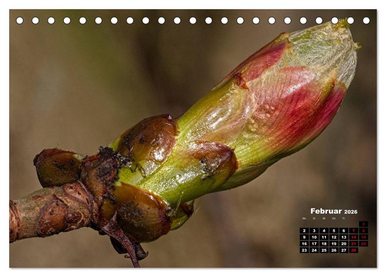 Produktbild: B&auml;ume im Detail (Tischkalender 2026 DIN A5 quer), CALVENDO Monatskalender
