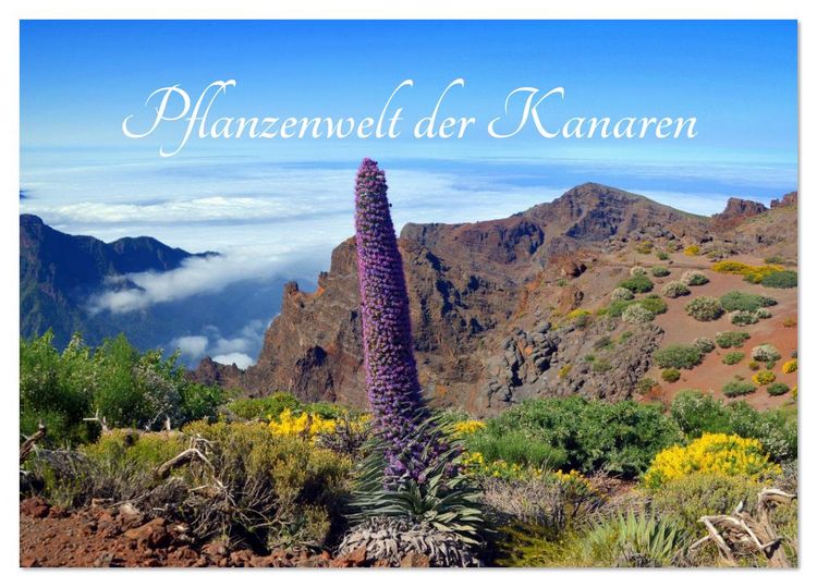 Produktbild: Pflanzenwelt Kanaren (Tischkalender 2026 DIN A5 quer), CALVENDO Monatskalender