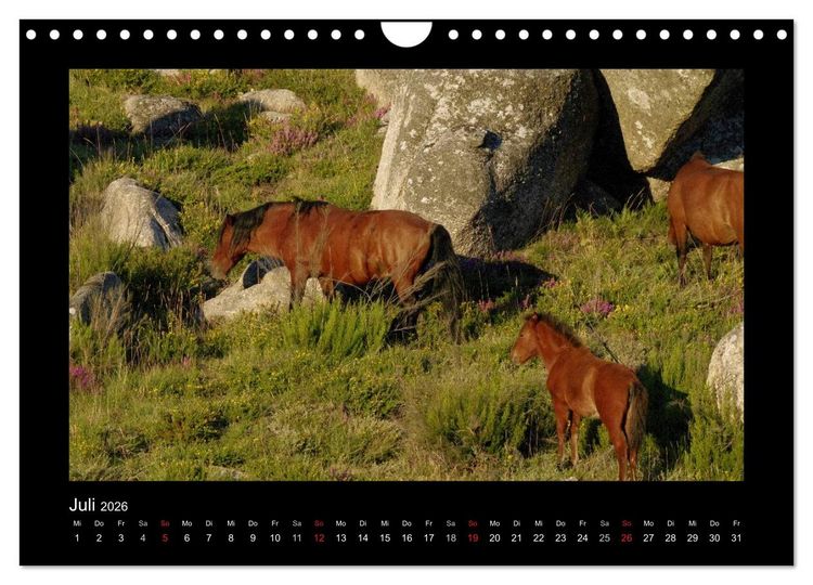 Produktbild: Garranos - Bedrohte Wildpferde Europas (Wandkalender 2026 DIN A4 quer), CALVENDO Monatskalender