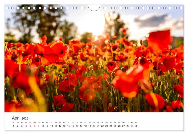 Produktbild: Spanien - ein Land zum Verlieben. (Wandkalender 2026 DIN A4 quer), CALVENDO Monatskalender