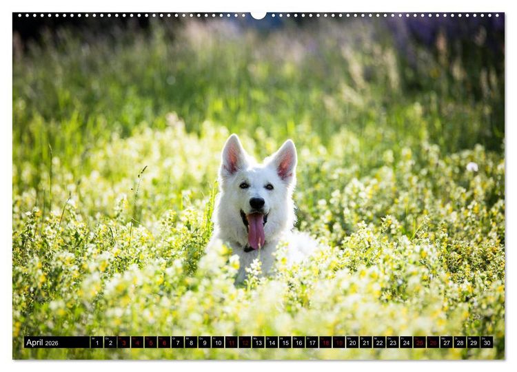 Produktbild: Wei&szlig;e Sch&auml;ferhunde in sch&ouml;nen Landschaften (Wandkalender 2026 DIN A2 quer), CALVENDO Monatskalender