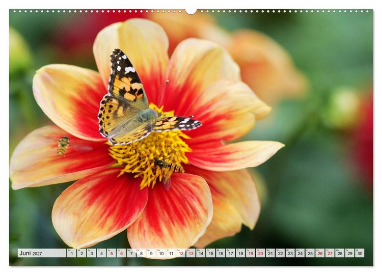 Produktbild: Herzensblumen (Wandkalender 2027 DIN A2 quer), CALVENDO Monatskalender