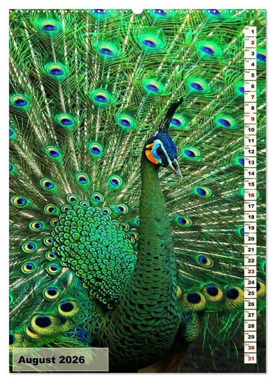Produktbild: Colourful birds (High Quality Premium Wall Calendar 2026 DIN A2 portrait),CALVENDO 12 Month Wall Calendar