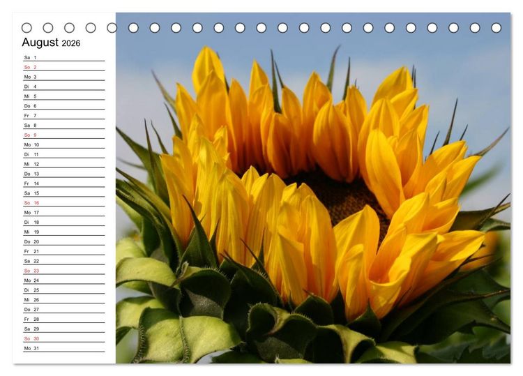 Produktbild: Sonnenblumen Impressionen (Tischkalender 2026 DIN A5 quer), CALVENDO Monatskalender