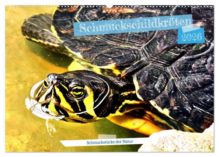Produktbild: Schmuckschildkr&ouml;ten - Schmuckst&uuml;cke der Natur (Wandkalender 2026 DIN A2 quer), CALVENDO Monatskalender