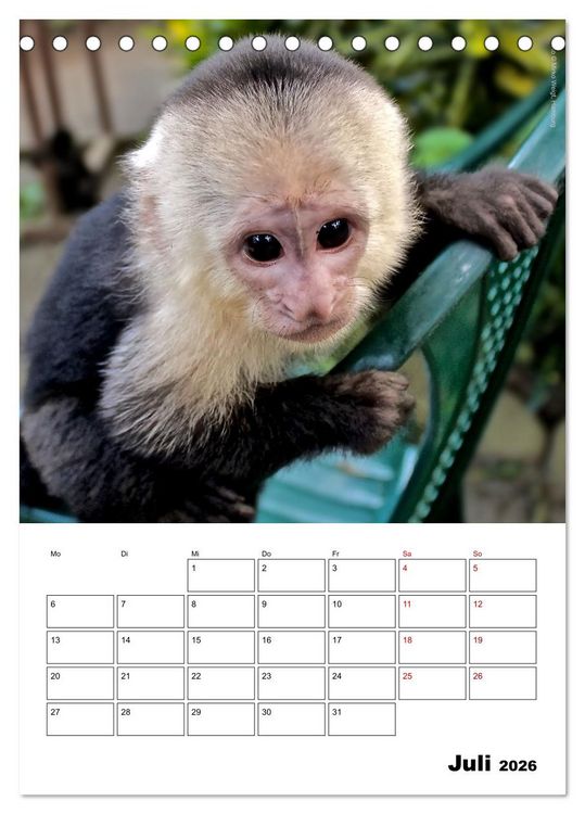 Produktbild: Augenblick der Affen 2026 (Tischkalender 2026 DIN A5 hoch), CALVENDO Monatskalender