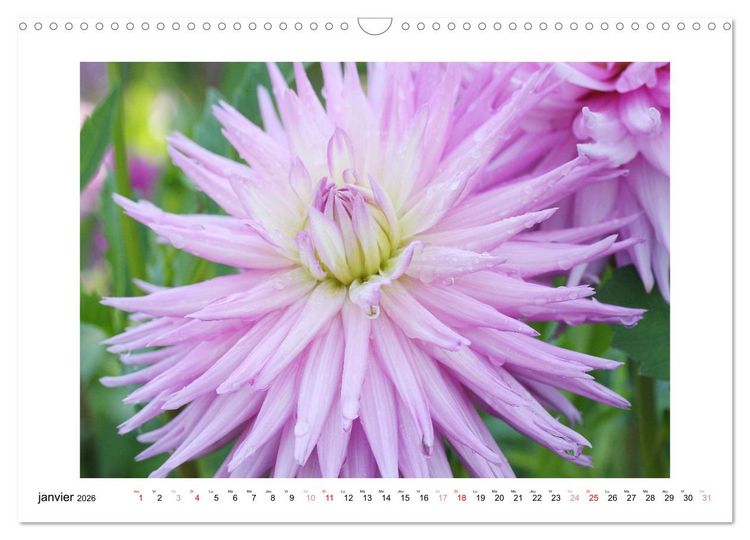 Produktbild: Mes dahlias ador&eacute;s (Calendrier mural 2026 DIN A3 vertical), CALVENDO calendrier mensuel