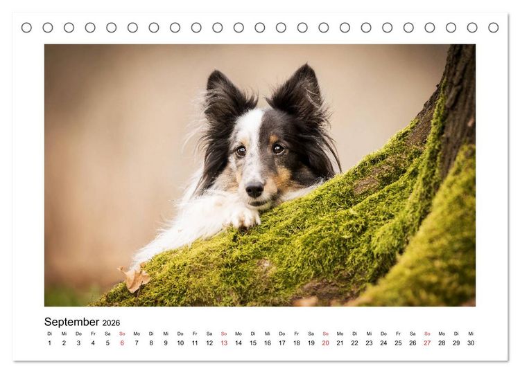 Produktbild: Herzensshelties - Shetland Sheepdogs (Tischkalender 2026 DIN A5 quer), CALVENDO Monatskalender