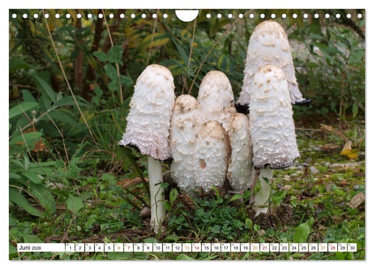Produktbild: Heil- und Vitalpilze (Wandkalender 2026 DIN A4 quer), CALVENDO Monatskalender