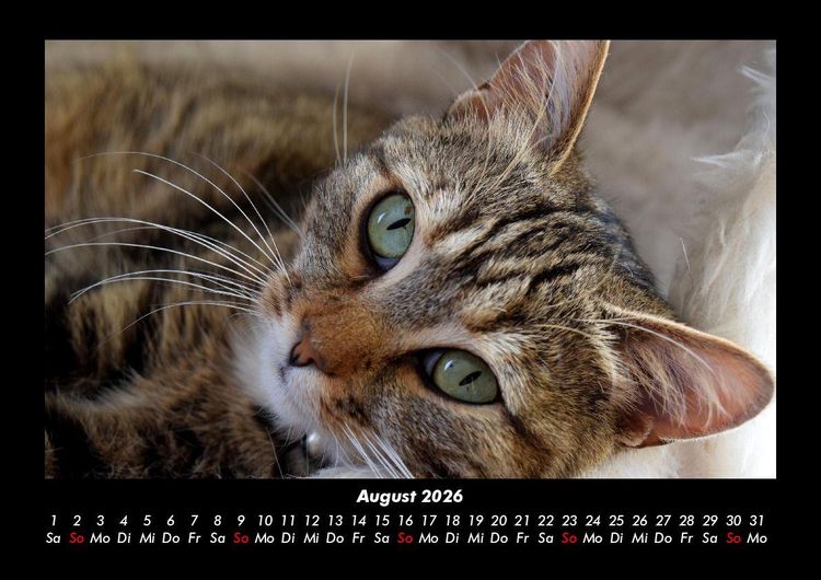 Produktbild: F&uuml;r Katzenfreunde 2026 Fotokalender DIN A3