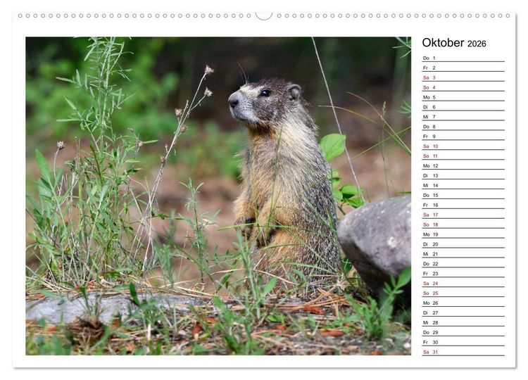 Produktbild: Murmeltiere in Nordamerika (Wandkalender 2026 DIN A2 quer), CALVENDO Monatskalender