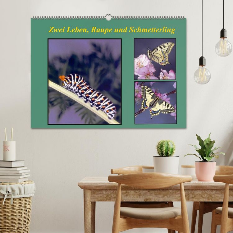 Produktbild: Zwei Leben, Raupe und Schmetterling (Wandkalender 2026 DIN A2 quer), CALVENDO Monatskalender