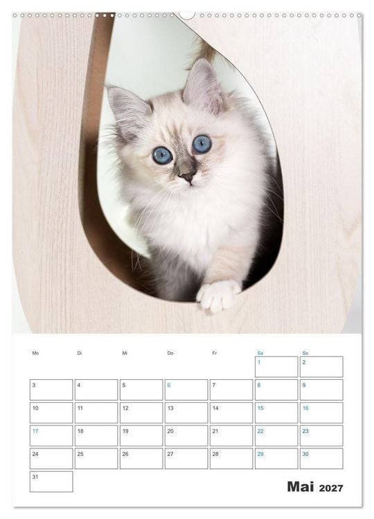 Produktbild: Heilige Birma Kitten Kalender mit Planer (Wandkalender 2027 DIN A2 hoch), CALVENDO Monatskalender