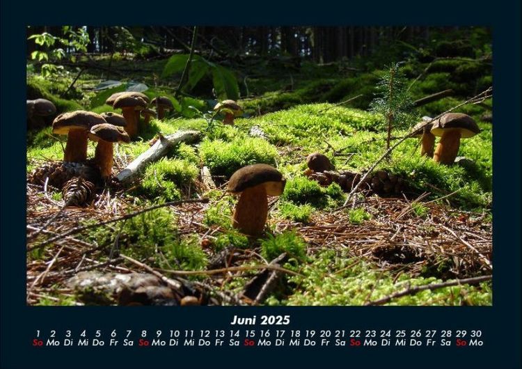 Produktbild: Pilzkalender 2025 Fotokalender DIN A4