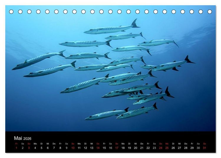 Produktbild: Fischschw&auml;rme (Tischkalender 2026 DIN A5 quer), CALVENDO Monatskalender