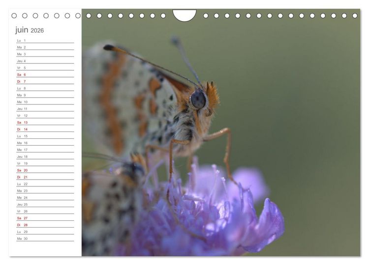 Produktbild: Dans le jardin des papillons (Calendrier mural 2026 DIN A4 vertical), CALVENDO calendrier mensuel