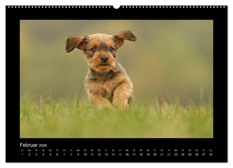 Produktbild: Allerlei Hundekinder (Wandkalender 2026 DIN A2 quer), CALVENDO Monatskalender