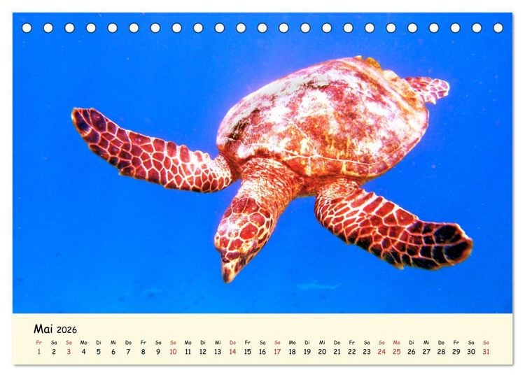 Produktbild: Faszination Meeresschildkr&ouml;ten (Tischkalender 2026 DIN A5 quer), CALVENDO Monatskalender
