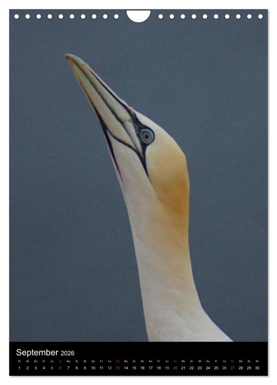 Produktbild: Helgoland in der Nordsee (Wandkalender 2026 DIN A4 hoch), CALVENDO Monatskalender