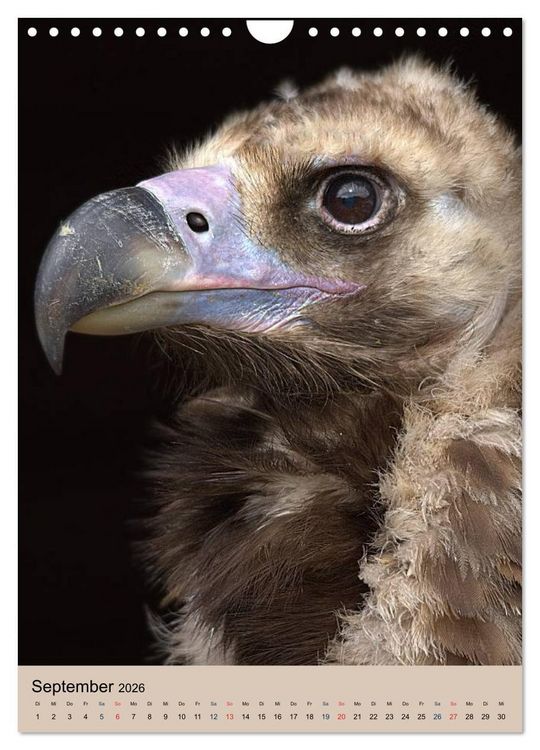 Produktbild: Raubv&ouml;gel - Die J&auml;ger der L&uuml;fte (Wandkalender 2026 DIN A4 hoch), CALVENDO Monatskalender