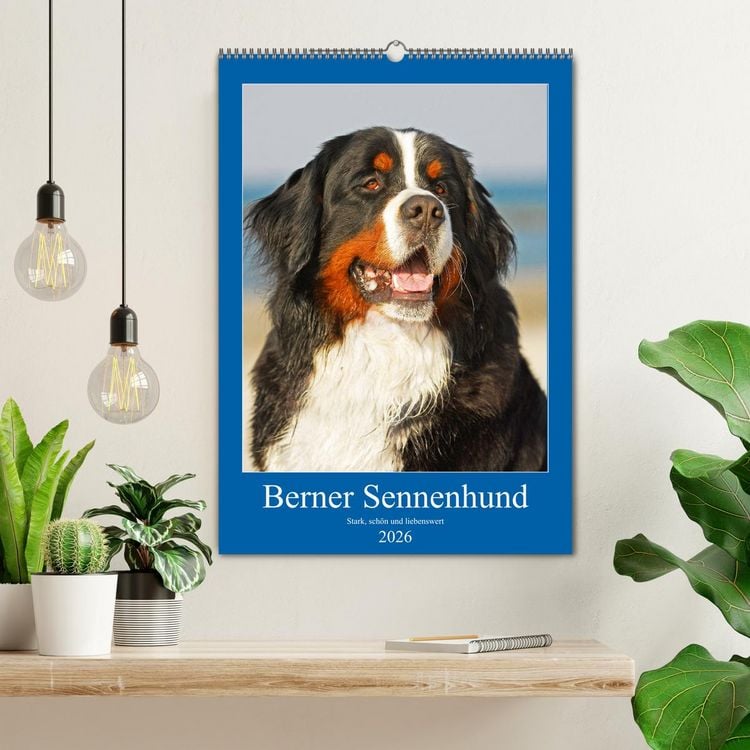 Produktbild: Berner Sennenhund - stark , sch&ouml;n und liebenswert (Wandkalender 2026 DIN A2 hoch), CALVENDO Monatskalender