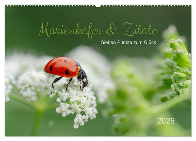 Produktbild: Marienk&auml;fer & Zitate - Sieben Punkte zum Gl&uuml;ck (Wandkalender 2026 DIN A2 quer), CALVENDO Monatskalender