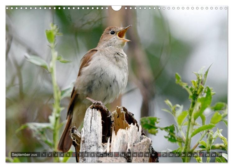 Produktbild: Heimische Singv&ouml;gel in Feld und Flur (Wandkalender 2026 DIN A3 quer), CALVENDO Monatskalender