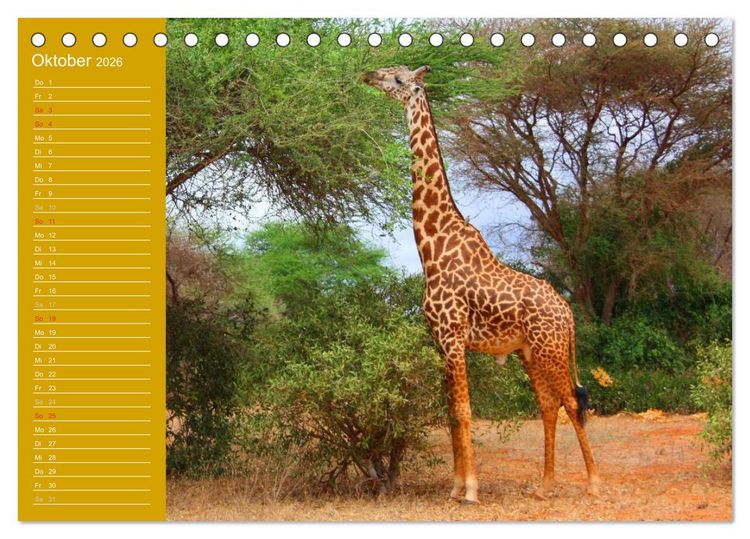 Produktbild: Giraffen / Geburtstagskalender (Tischkalender 2026 DIN A5 quer), CALVENDO Monatskalender