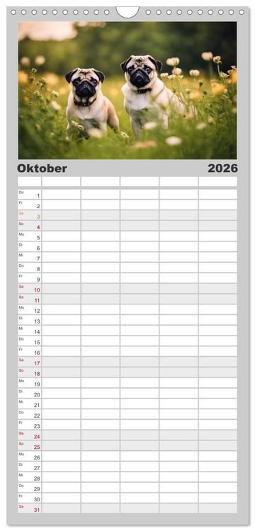 Produktbild: Familienplaner 2026 - M&ouml;pse - quirlige Charmebolzen mit 5 Spalten (Wandkalender, 21 x 45 cm) CALVENDO