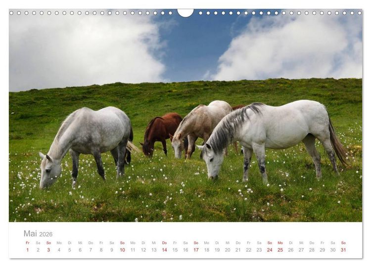 Produktbild: Pferde - Hobby und Leidenschaft (Wandkalender 2026 DIN A3 quer), CALVENDO Monatskalender