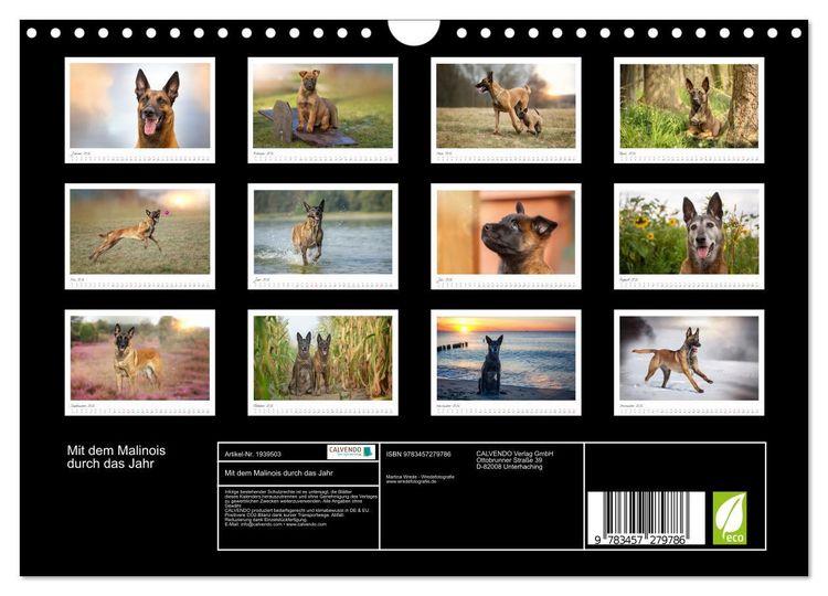 Produktbild: Mit dem Malinois durch das Jahr (Wandkalender 2026 DIN A4 quer), CALVENDO Monatskalender
