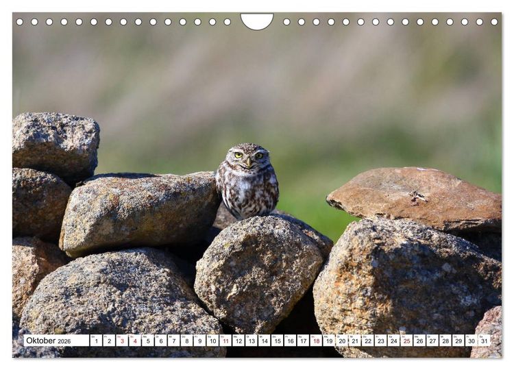 Produktbild: V&ouml;gel in der Extremadura (Wandkalender 2026 DIN A4 quer), CALVENDO Monatskalender