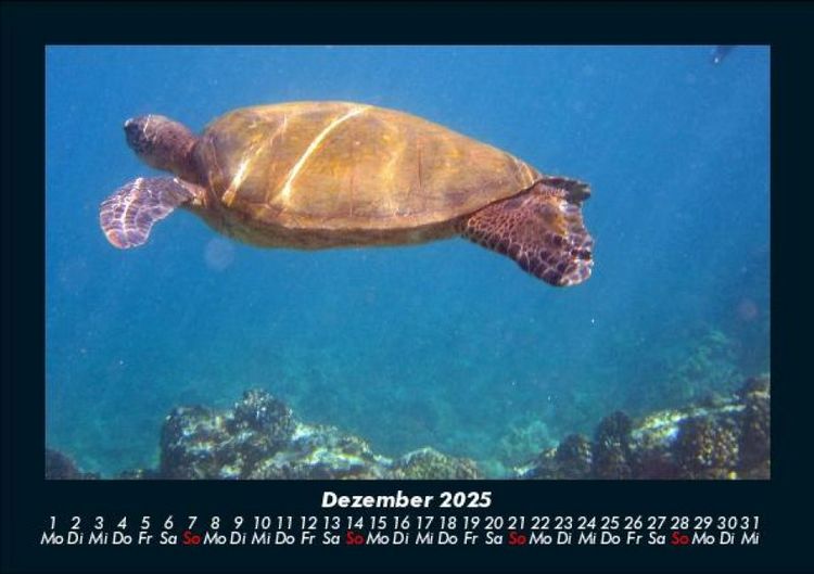 Produktbild: Schildkr&ouml;tenzauber 2025 Fotokalender DIN A5