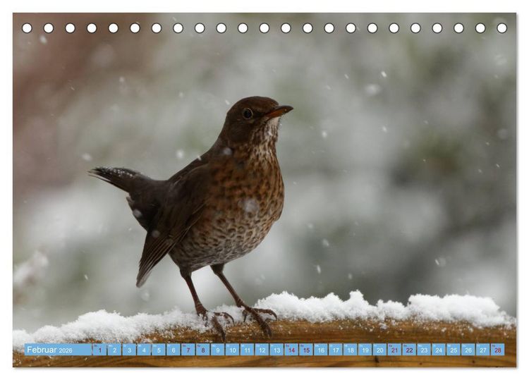 Produktbild: Amsel - Schwarzdrossel fotografiert von Ostfriesenfotografie (Tischkalender 2026 DIN A5 quer), CALVENDO Monatskalender