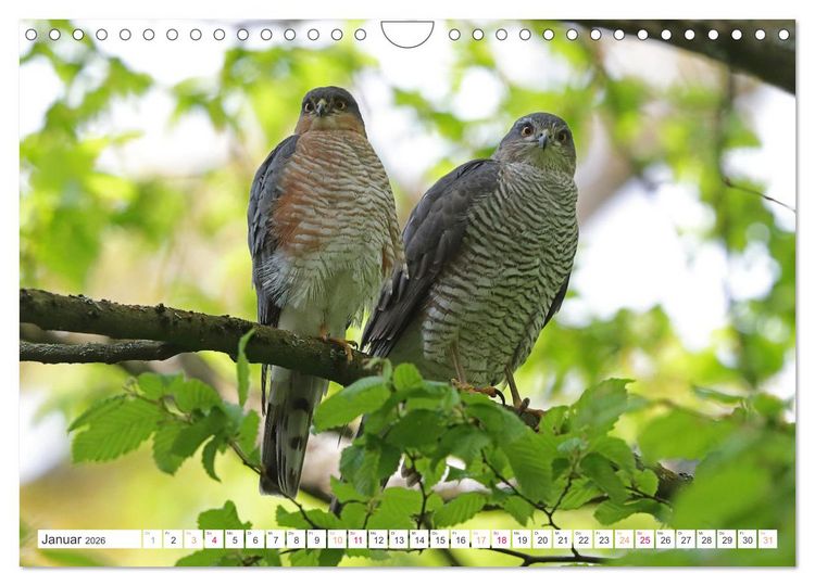 Produktbild: Sperber - Kleiner Vogel Greif (Wandkalender 2026 DIN A4 quer), CALVENDO Monatskalender
