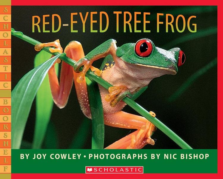 Produktbild: Red-Eyed Tree Frog