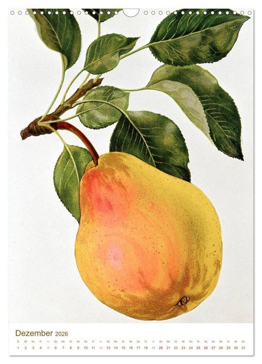 Produktbild: Obstb&auml;ume: Botanische Zeichnungen und historische Stiche (Wandkalender 2026 DIN A3 hoch), CALVENDO Monatskalender
