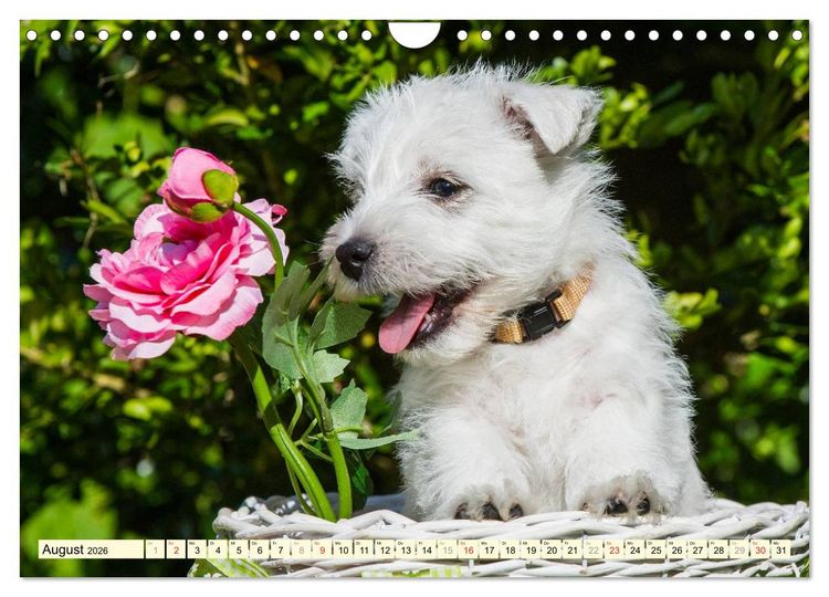 Produktbild: Kobold auf 4 Pfoten - West Highland White Terrier (Wandkalender 2026 DIN A4 quer), CALVENDO Monatskalender