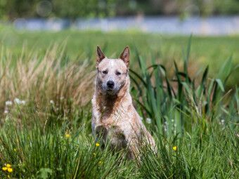 Produktbild: CALVENDO Puzzle Ein Motiv aus dem Kalender Spaziergang am See Australian Cattle Dogs | 1000 Teile Lege-Gr&ouml;&szlig;e 64x48cm Foto-Puzzle f&uuml;r gl&uuml;ckliche Stunden