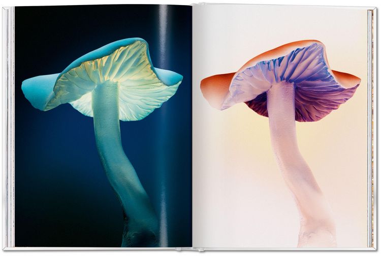 Produktbild: The Gourmand's Mushroom