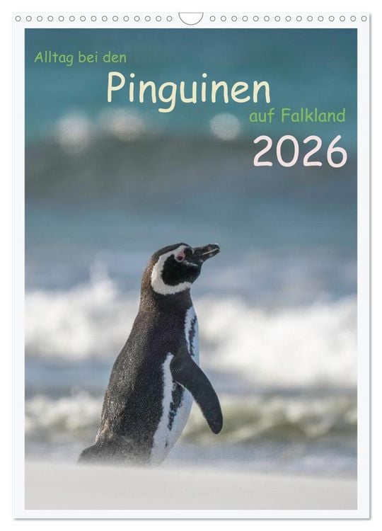 Produktbild: Alltag bei den Pinguinen auf Falkland (Wandkalender 2026 DIN A3 hoch), CALVENDO Monatskalender