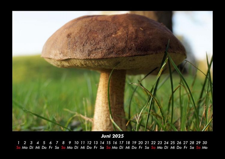 Produktbild: Pilzkalender 2025 Fotokalender DIN A3
