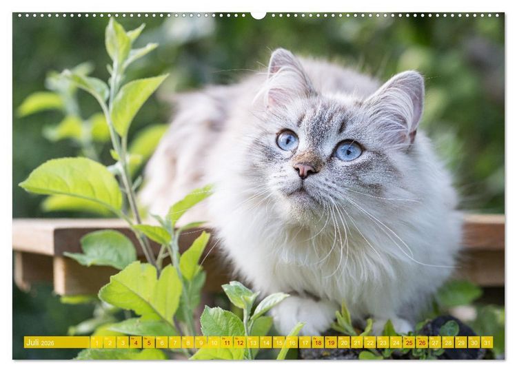 Produktbild: Maui und Molokai - Sibirische Katzenschwestern (hochwertiger Premium Wandkalender 2026 DIN A2 quer), Kunstdruck in Hochglanz