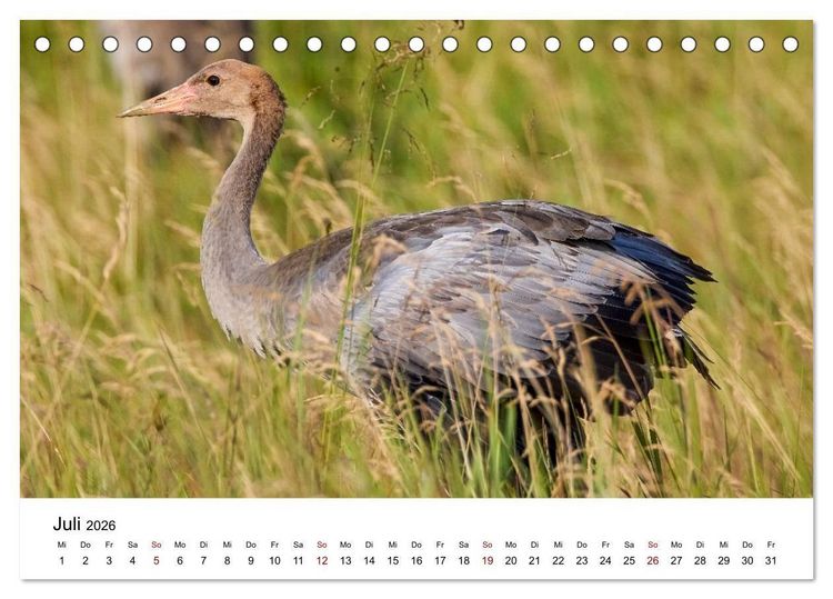 Produktbild: Kraniche im Erzgebirge (Tischkalender 2026 DIN A5 quer), CALVENDO Monatskalender