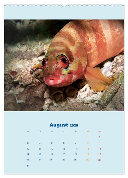 Produktbild: Portraitaufnahmen - Fische (hochwertiger Premium Wandkalender 2026 DIN A2 hoch), Kunstdruck in Hochglanz