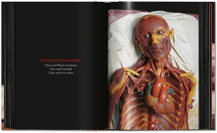 Produktbild: Anatomical Waxes. 45th Ed.