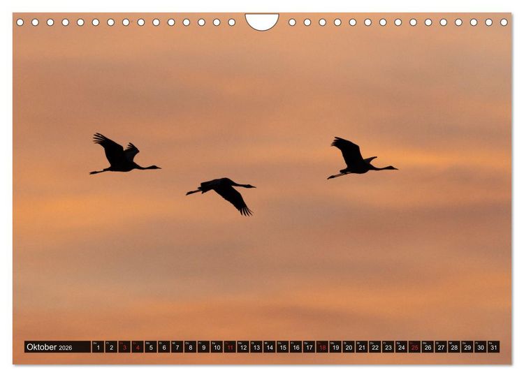 Produktbild: Dar&szlig;-Zingst Naturimpressionen (Wandkalender 2026 DIN A4 quer), CALVENDO Monatskalender
