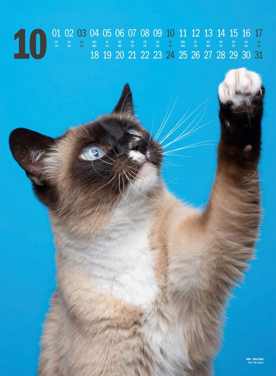 Produktbild: Catography Katzen-Kalender 2027