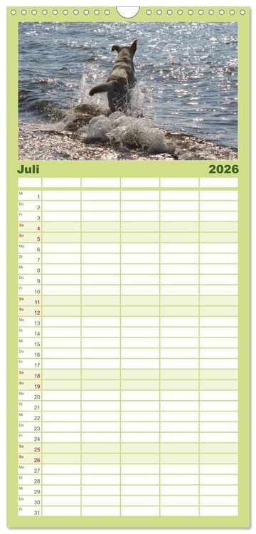 Produktbild: Familienplaner 2026 - Labrador Retriever 2026 mit 5 Spalten (Wandkalender, 21 x 45 cm) CALVENDO