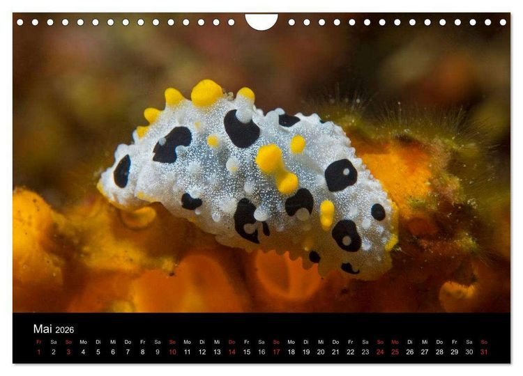 Produktbild: Unterwasserwelt Nacktschnecken (Wandkalender 2026 DIN A4 quer), CALVENDO Monatskalender